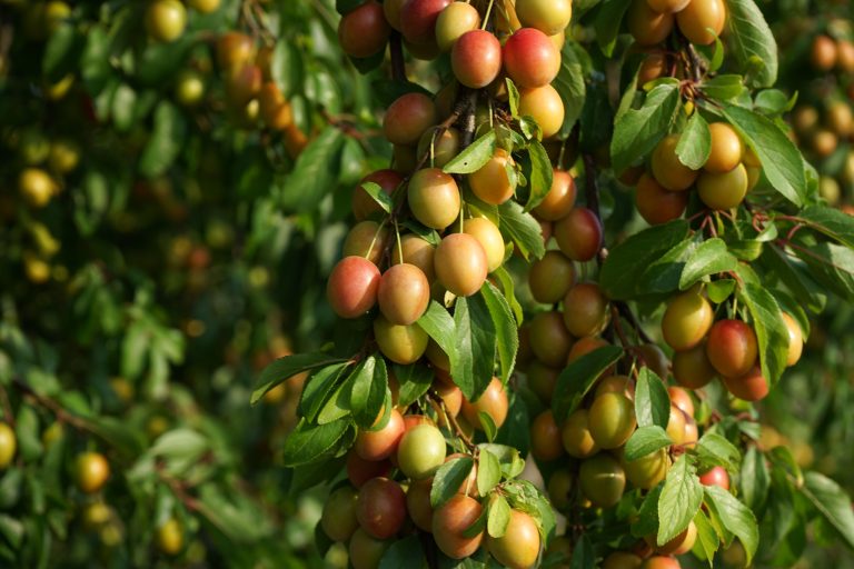Mirabelles mûres dorées sur branche verte