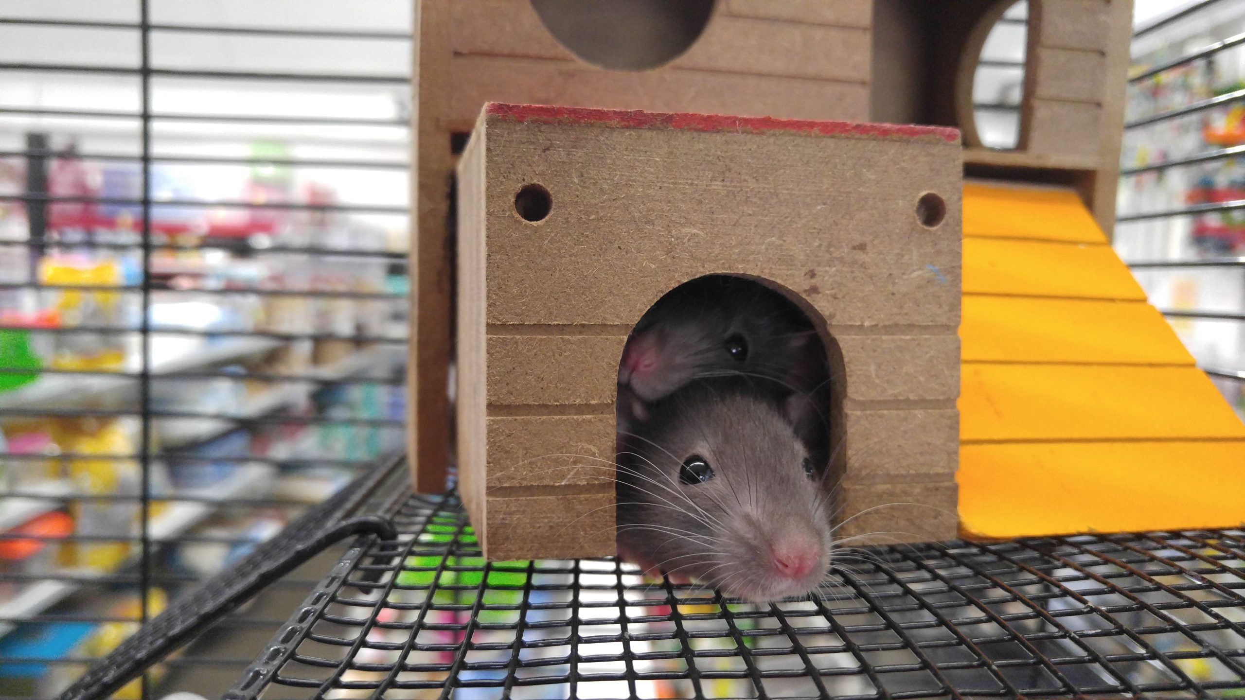Rats domestiques dans maison en bois